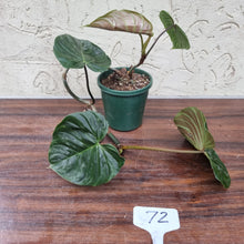 Load image into Gallery viewer, #72 Philodendron Majestic