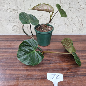 #72 Philodendron Majestic