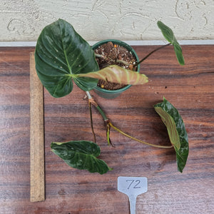 #72 Philodendron Majestic