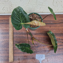 Load image into Gallery viewer, #72 Philodendron Majestic