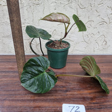Load image into Gallery viewer, #72 Philodendron Majestic