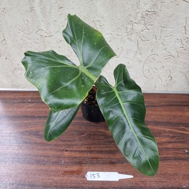 #153 Philodendron Maximum