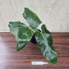 Load image into Gallery viewer, #153 Philodendron Maximum