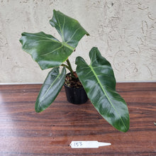 Load image into Gallery viewer, #153 Philodendron Maximum