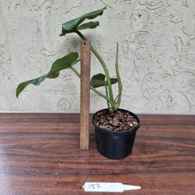 Load image into Gallery viewer, #153 Philodendron Maximum