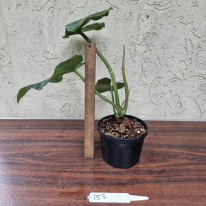 #153 Philodendron Maximum