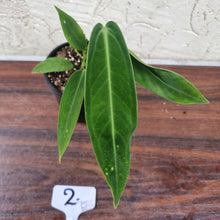 Load image into Gallery viewer, #2 Anthurium Warocqueanum (possibly x panamense)