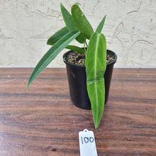 Load image into Gallery viewer, #100 Anthurium Warocqueanum (possibly x panamense)