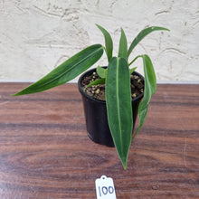 Load image into Gallery viewer, #100 Anthurium Warocqueanum (possibly x panamense)