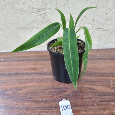 #100 Anthurium Warocqueanum (possibly x panamense)