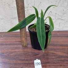 Load image into Gallery viewer, #100 Anthurium Warocqueanum (possibly x panamense)