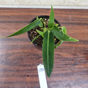 #100 Anthurium Warocqueanum (possibly x panamense)