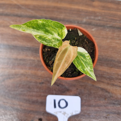 #10 Variegated Anthurium Forgetii x