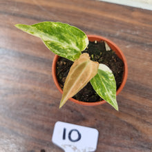 Load image into Gallery viewer, #10 Variegated Anthurium Forgetii x