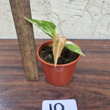 Load image into Gallery viewer, #10 Variegated Anthurium Forgetii x
