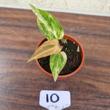 Load image into Gallery viewer, #10 Variegated Anthurium Forgetii x