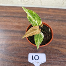 Load image into Gallery viewer, #10 Variegated Anthurium Forgetii x