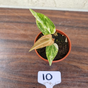 #10 Variegated Anthurium Forgetii x