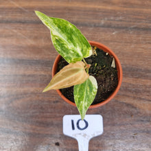 Load image into Gallery viewer, #10 Variegated Anthurium Forgetii x