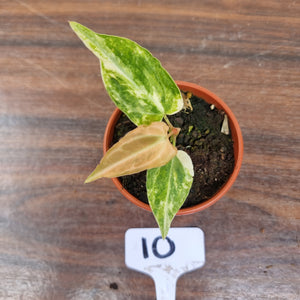 #10 Variegated Anthurium Forgetii x