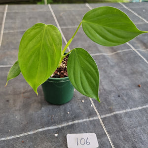 #106 Philodendron Eximium