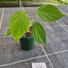 Load image into Gallery viewer, #106 Philodendron Eximium