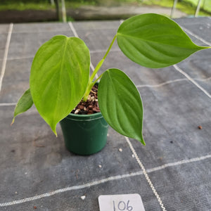 #106 Philodendron Eximium