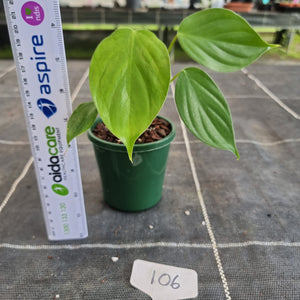 #106 Philodendron Eximium