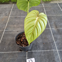 Load image into Gallery viewer, #13 Philodendron Pastazanum