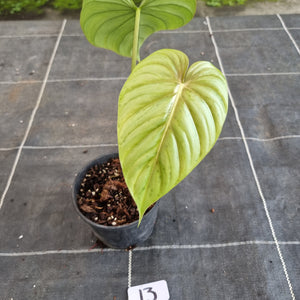 #13 Philodendron Pastazanum
