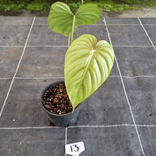 Load image into Gallery viewer, #13 Philodendron Pastazanum