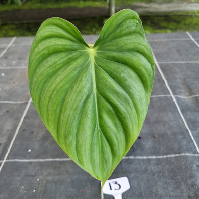 #13 Philodendron Pastazanum