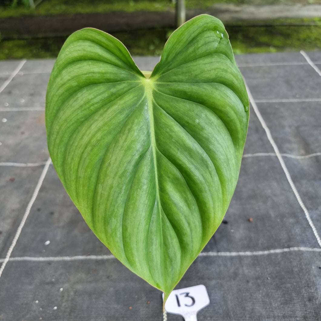 #13 Philodendron Pastazanum