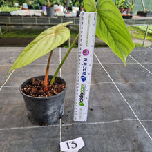 Load image into Gallery viewer, #13 Philodendron Pastazanum