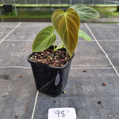 #98 Philodendron Splendid (Melanochrysum x Verrucosum)