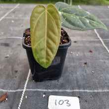 Load image into Gallery viewer, #103 Anthurium NOID