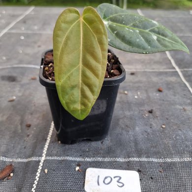 #103 Anthurium NOID