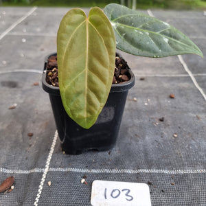 #103 Anthurium NOID