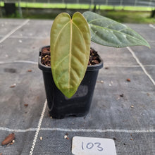 Load image into Gallery viewer, #103 Anthurium NOID