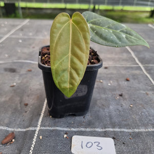 #103 Anthurium NOID