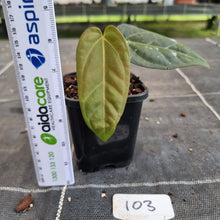 Load image into Gallery viewer, #103 Anthurium NOID