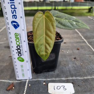 #103 Anthurium NOID