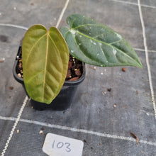 Load image into Gallery viewer, #103 Anthurium NOID