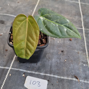 #103 Anthurium NOID