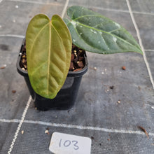 Load image into Gallery viewer, #103 Anthurium NOID