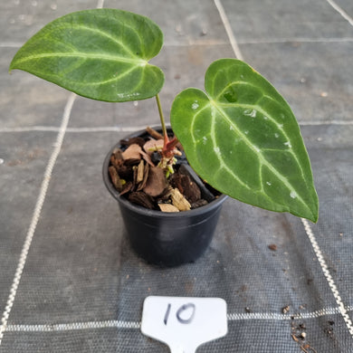 #10 Anthurium NOID
