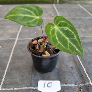 #10 Anthurium NOID