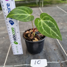 Load image into Gallery viewer, #10 Anthurium NOID