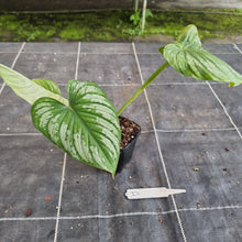Load image into Gallery viewer, #D Philodendron Silver Cloud