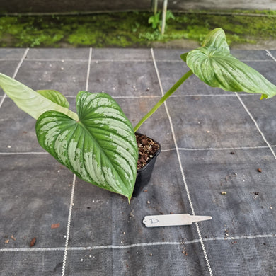 #D Philodendron Silver Cloud